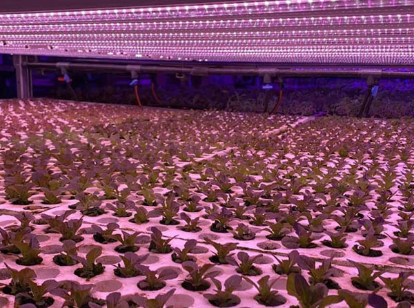 How to Buy LED Plant Grow Light?