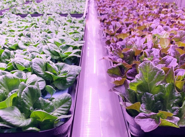 Indoor Grow Lighting: Plant Grow Lights