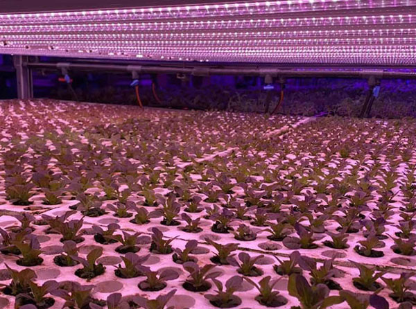 Is the Full Spectrum LED Lights for Plants Better or is Red and Blue Better?