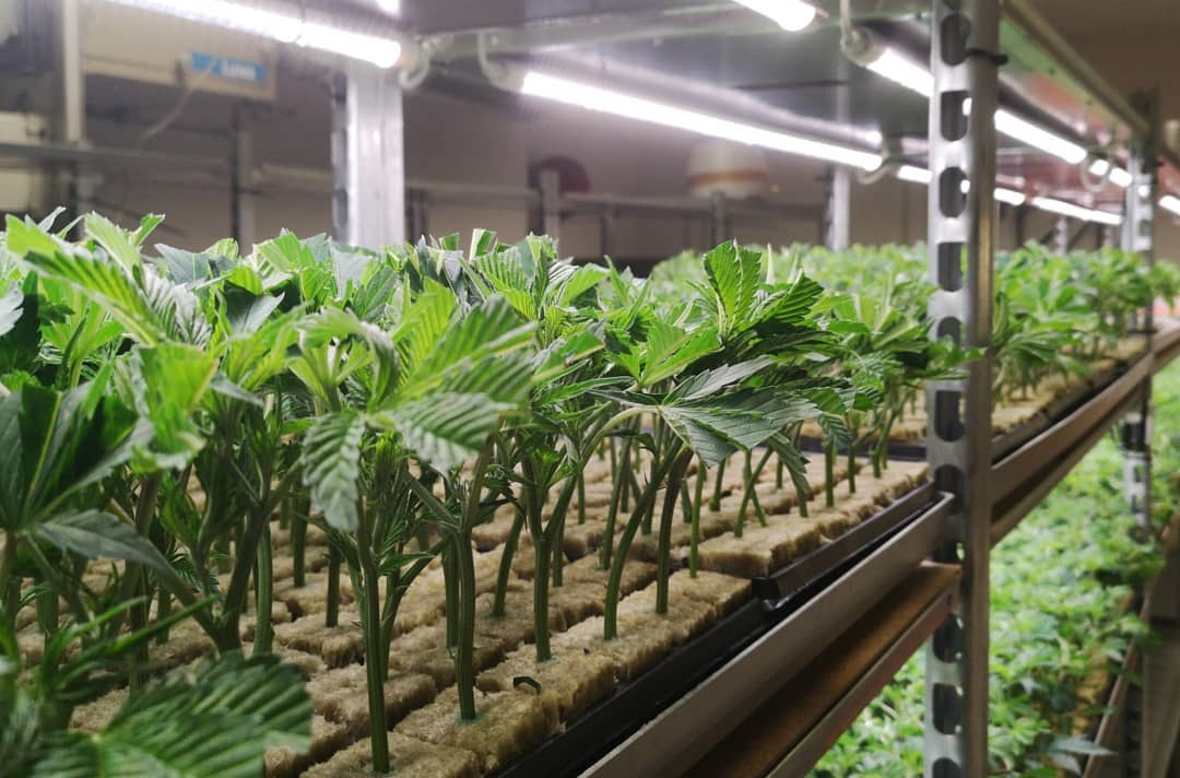 Why LED Indoor Farming