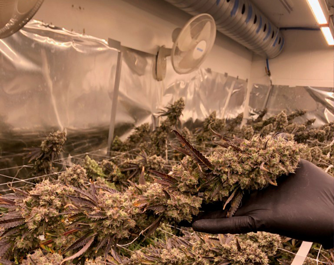 Growing Cannabis Under Enlite Top Light